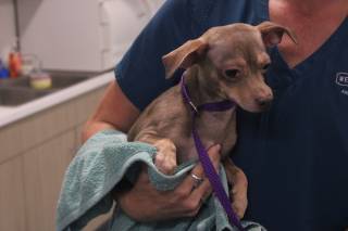 SWEETTART, a Chihuahua