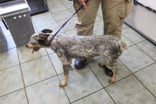 LIGHTHOUSE, a Australian Cattle Dog