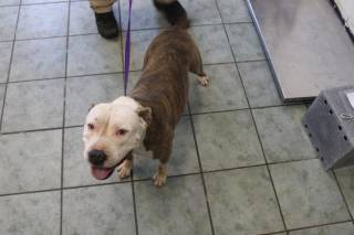 IVY, a Pit Bull