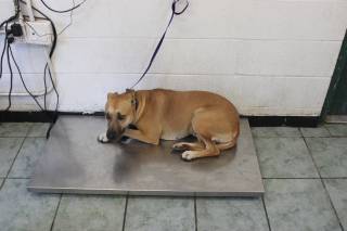 PAY POE, a Rhodesian Ridgeback