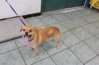 CHARLIE, a Chihuahua