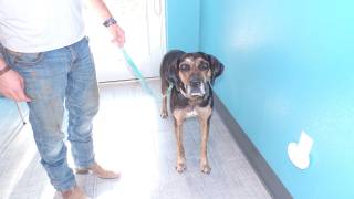 MOLLY, a Catahoula Leopard Dog