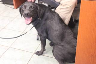 RAVEN, a Labrador Retriever