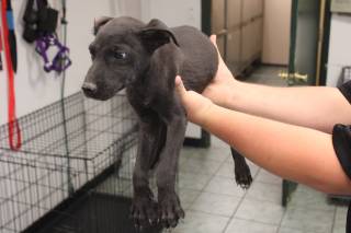 COLTS, a Labrador Retriever
