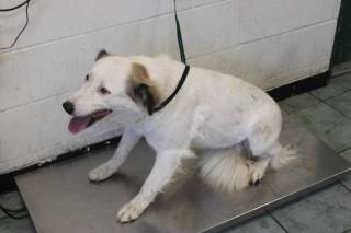 ESMERALDA, a Great Pyrenees