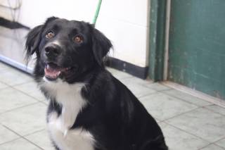 ROOSTER, a Border Collie