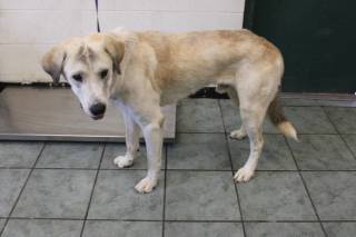 EVEREST, a Anatolian Shepherd