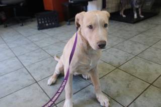 THATCHER, a Labrador Retriever