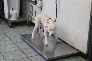 DAKOTA, a Labrador Retriever