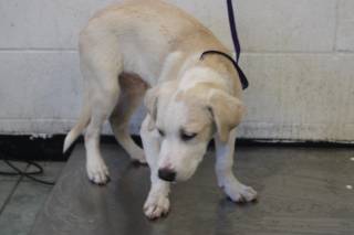 HOSS, a Labrador Retriever