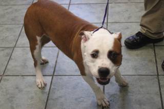 BUBBA, a Pit Bull