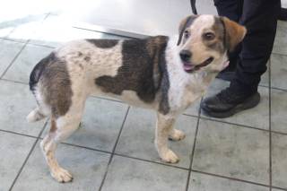 WINKLE, a Hound