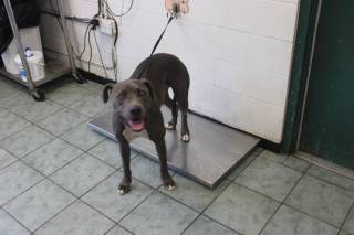 KREW, a Pit Bull