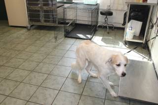 WREN, a Great Pyrenees