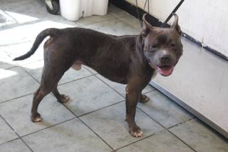 YOSHIE, a Pit Bull