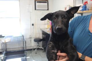 BUMBLE, a Shepherd