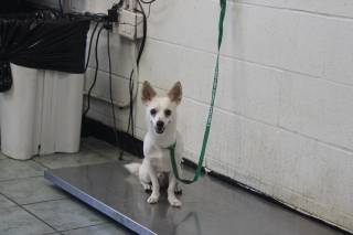 YOYO, a Chihuahua