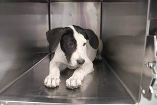 ZITTI, a Border Collie