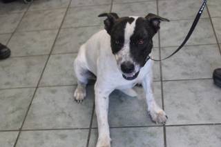 WALLACE, a Terrier