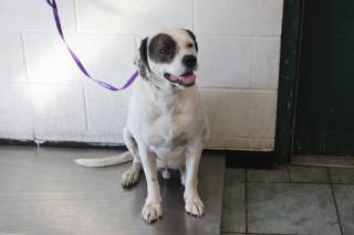PETEY, a Labrador Retriever