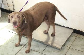TYE, a Labrador Retriever