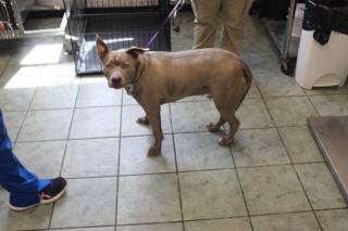 RIVER, a Pit Bull