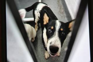 Photo of ACHILLES