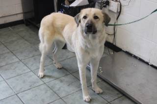Photo of SHEELA