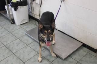 PENNY, a German Shepherd