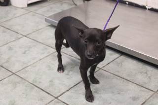 GARLAND, a Chihuahua