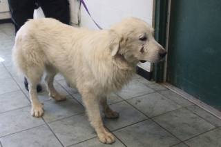 BOO, a Great Pyrenees