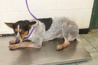 RADLY, a Australian Cattle Dog
