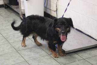 CHEWY, a Australian Shepherd