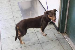 RENESME, a Dachshund