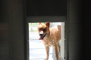 RED, a Australian Cattle Dog