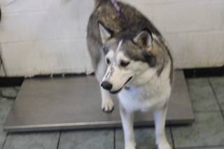 MAVERICK, a Husky