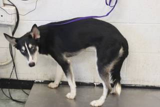 MARLEE, a Husky