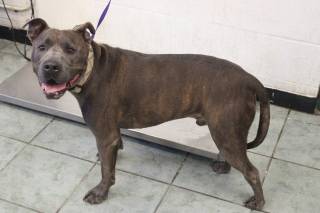 Photo of BUDDY