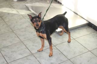 TIBERIUS, a Miniature Pinscher