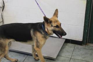 DWIGHT, a German Shepherd