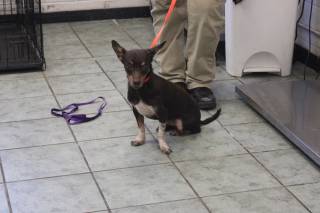 MUNSTER, a Chihuahua