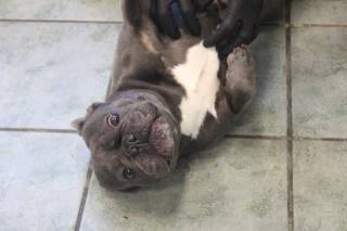 TATE, a French Bulldog