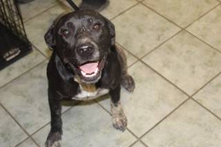 PEPE, a Labrador Retriever