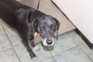 FLOWER, a Labrador Retriever
