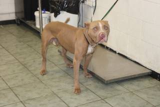 BOBBY COLPEPPER, a Pit Bull
