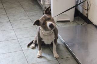 BRINLEE, a Pit Bull