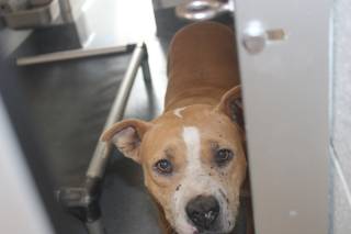 TOOTIE, a Pit Bull