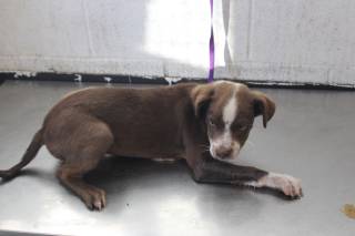ZORILLO HEMBRA, a Pit Bull