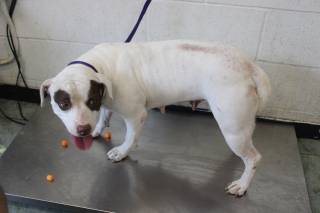 DARLIN, a Pit Bull