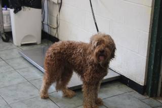 REGALTY, a Poodle